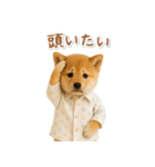 ネガティブな癒し柴犬（個別スタンプ：38）
