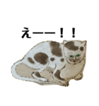 ねはんねこ（個別スタンプ：4）