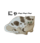 ねはんねこ（個別スタンプ：11）