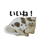 ねはんねこ（個別スタンプ：12）