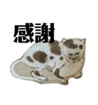 ねはんねこ（個別スタンプ：19）