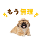 ぺき子犬☆毎日つかえるスタンプ（個別スタンプ：3）