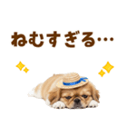 ぺき子犬☆毎日つかえるスタンプ（個別スタンプ：9）