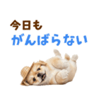ぺき子犬☆毎日つかえるスタンプ（個別スタンプ：10）