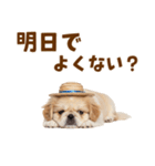 ぺき子犬☆毎日つかえるスタンプ（個別スタンプ：11）