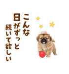 ぺき子犬☆毎日つかえるスタンプ（個別スタンプ：12）
