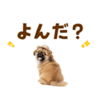 ぺき子犬☆毎日つかえるスタンプ（個別スタンプ：14）