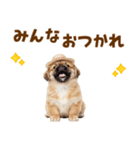 ぺき子犬☆毎日つかえるスタンプ（個別スタンプ：16）