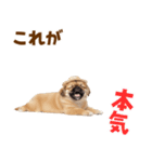 ぺき子犬☆毎日つかえるスタンプ（個別スタンプ：17）