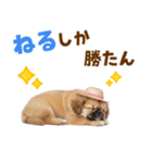 ぺき子犬☆毎日つかえるスタンプ（個別スタンプ：22）