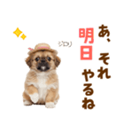 ぺき子犬☆毎日つかえるスタンプ（個別スタンプ：23）