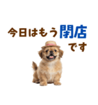 ぺき子犬☆毎日つかえるスタンプ（個別スタンプ：24）