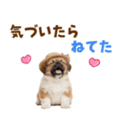 ぺき子犬☆毎日つかえるスタンプ（個別スタンプ：27）