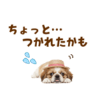 ぺき子犬☆毎日つかえるスタンプ（個別スタンプ：28）