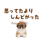 ぺき子犬☆毎日つかえるスタンプ（個別スタンプ：29）