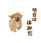 ぺき子犬☆毎日つかえるスタンプ（個別スタンプ：31）