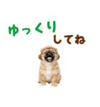 ぺき子犬☆毎日つかえるスタンプ（個別スタンプ：33）