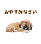 ぺき子犬☆毎日つかえるスタンプ（個別スタンプ：34）