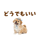 ぺき子犬☆毎日つかえるスタンプ（個別スタンプ：37）