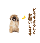 ぺき子犬☆毎日つかえるスタンプ（個別スタンプ：39）