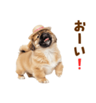 ぺき子犬☆毎日つかえるスタンプ（個別スタンプ：40）
