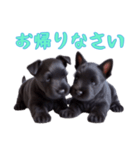 スコティッシュテリアベビーの日常（個別スタンプ：5）