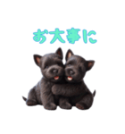 スコティッシュテリアベビーの日常（個別スタンプ：7）