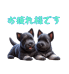 スコティッシュテリアベビーの日常（個別スタンプ：12）