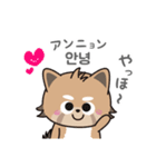 使える韓国語♪三つ子のきつねこ『ポート』（個別スタンプ：1）