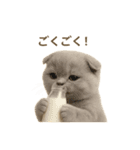 ネコしてます:おいしいやつ（個別スタンプ：33）