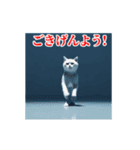 激しく動く！うざいねこ！（個別スタンプ：1）