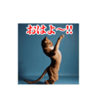 激しく動く！うざいねこ！（個別スタンプ：2）