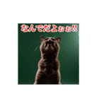 激しく動く！うざいねこ！（個別スタンプ：4）