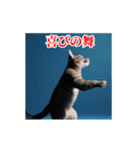 激しく動く！うざいねこ！（個別スタンプ：5）