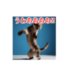 激しく動く！うざいねこ！（個別スタンプ：6）