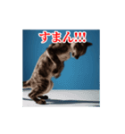 激しく動く！うざいねこ！（個別スタンプ：11）