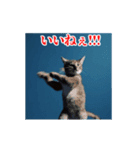 激しく動く！うざいねこ！（個別スタンプ：15）