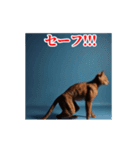 激しく動く！うざいねこ！（個別スタンプ：16）