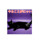 激しく動く！うざいねこ！（個別スタンプ：22）