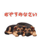ジャーマンシェパードベビーの日常（個別スタンプ：12）