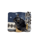 チンチラ日常スタンプ（個別スタンプ：8）
