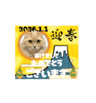 タロちゃんお正月スタンプ（個別スタンプ：1）