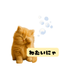 ちびもふデイズ こねこのジンジャー（個別スタンプ：3）