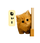 ちびもふデイズ こねこのジンジャー（個別スタンプ：4）