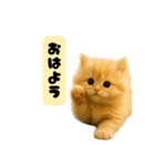 ちびもふデイズ こねこのジンジャー（個別スタンプ：8）
