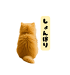ちびもふデイズ こねこのジンジャー（個別スタンプ：10）