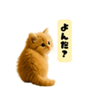ちびもふデイズ こねこのジンジャー（個別スタンプ：11）