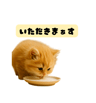 ちびもふデイズ こねこのジンジャー（個別スタンプ：12）