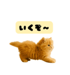 ちびもふデイズ こねこのジンジャー（個別スタンプ：13）