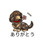 名前入りダックスロングチョコダップル（個別スタンプ：5）